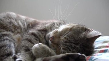 Şirin kedi.