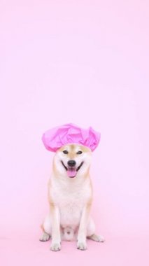 Duş boneli şirin bir köpek.
