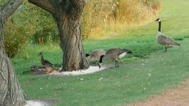 Ördekler parkta besleniyor.