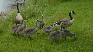 Ördekler çimenlerde yürüyor