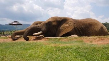 Filin birlikte yediği görüntüler.