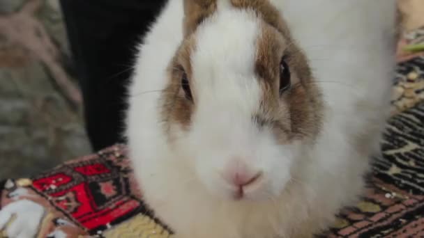 Close up video králíka — Stock video
