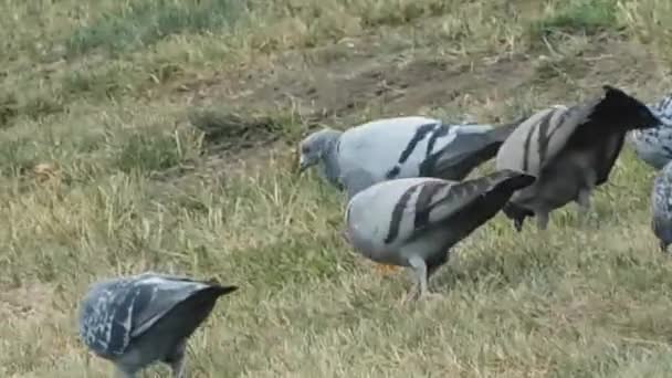 Nahaufnahme Video von Tauben auf der Wiese — Stockvideo