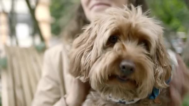 Vista de perto de uma cara de cão — Vídeo de Stock