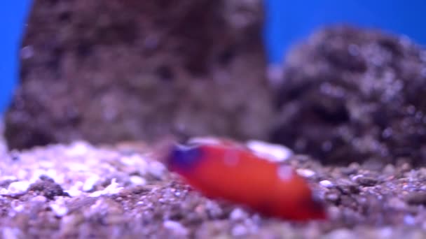 Nahaufnahme von kleinen Fischen im Aquarium — Stockvideo