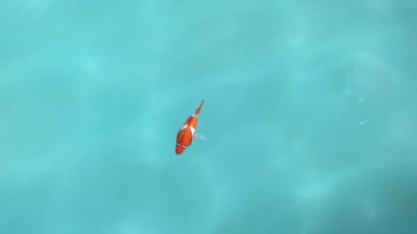 小丑鱼在游泳 — 图库视频影像