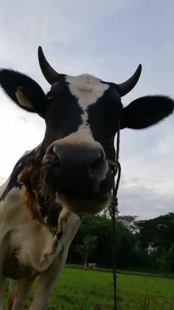 Karmienie krów trawą — Wideo stockowe