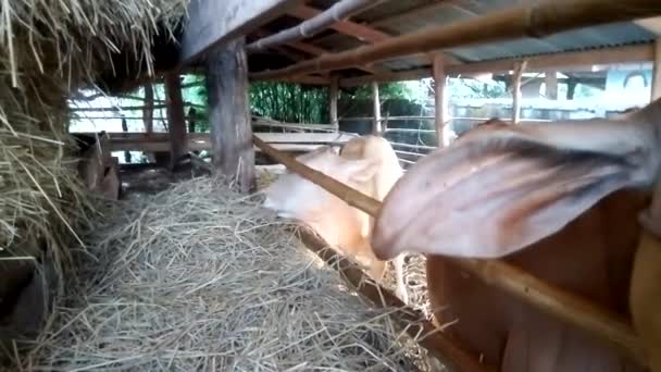 Cows eating hay — Stock Video