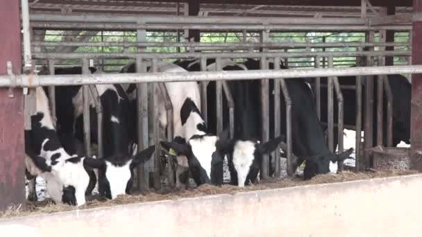 Krowy żywiące się sianami na ranczu Klip Wideo