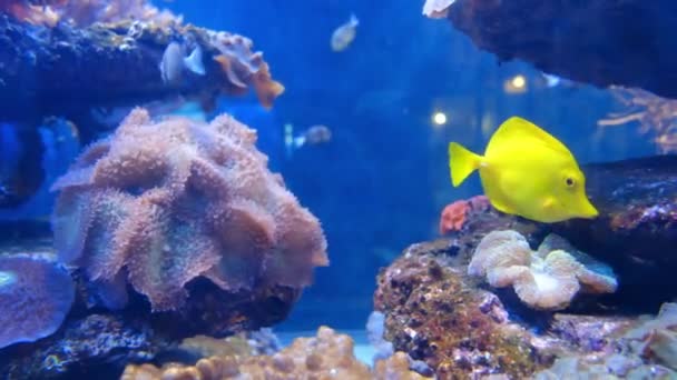 Peces marinos coloridos dentro de un acuario — Vídeo de stock