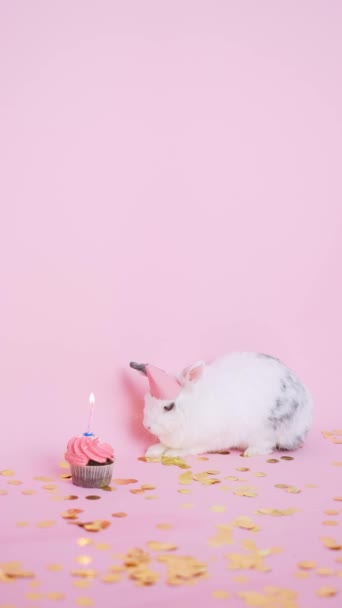 Aranyos nyuszi visel party kalap mellett egy cupcake — Stock videók