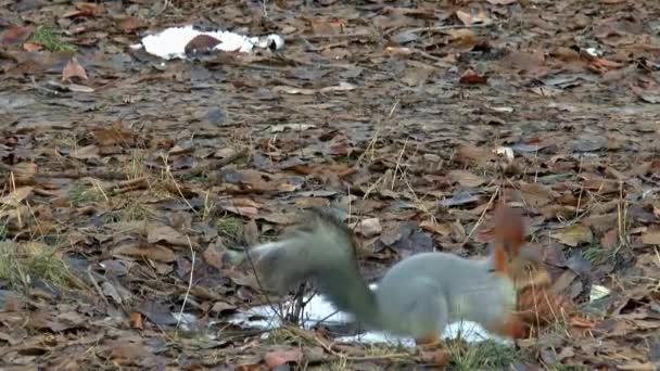 Schattig eekhoorntje — Stockvideo