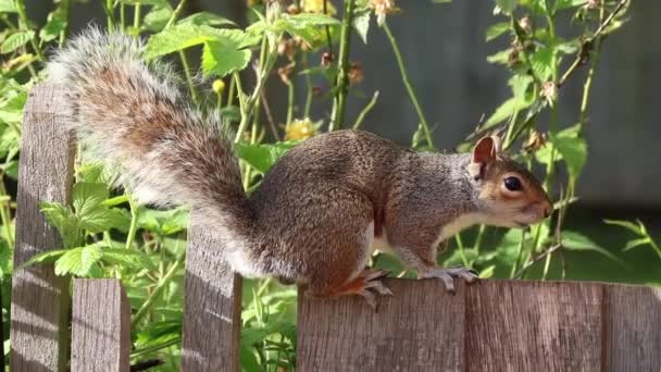 Esquilo bonito — Vídeo de Stock