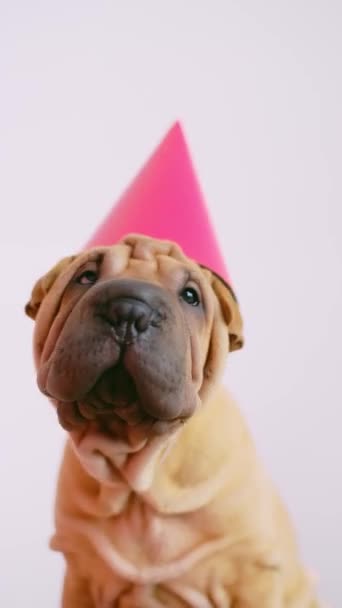 Carino cucciolo rugoso con un cappello partito — Video Stock