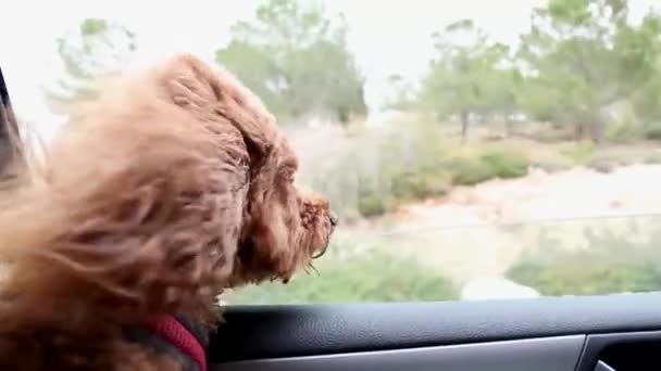 Hond in auto — Stockvideo