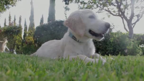 Σκύλος που αναπαύεται στο γρασίδι — Αρχείο Βίντεο