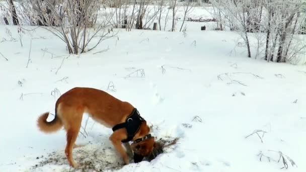 狗在挖 — 图库视频影像