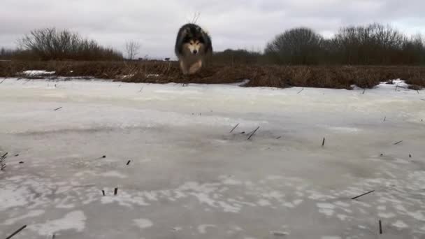 Köpek buzla kaplı yolda yürüyor. — Stok video