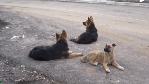 Psy czekające przy drodze Filmiki Stockowe bez tantiem