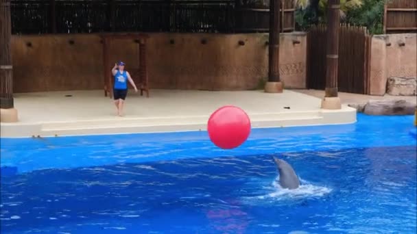 Delfín y el entrenador jugando juntos — Vídeos de Stock