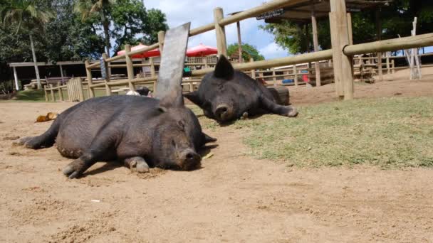 Domestizierte Schweine auf einem Bauernhof ruhen auf dem Boden in der Nähe einer Koppel — Stockvideo