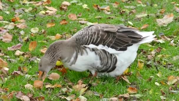 Ente auf Nahrungssuche — Stockvideo