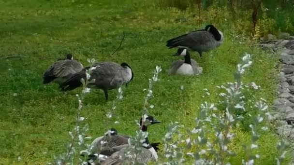 Enten ruhen sich im Gras aus — Stockvideo