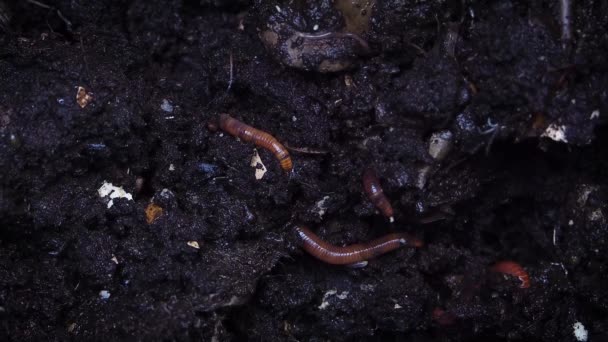 Regenwürmer graben sich in feuchtem Boden ein — Stockvideo