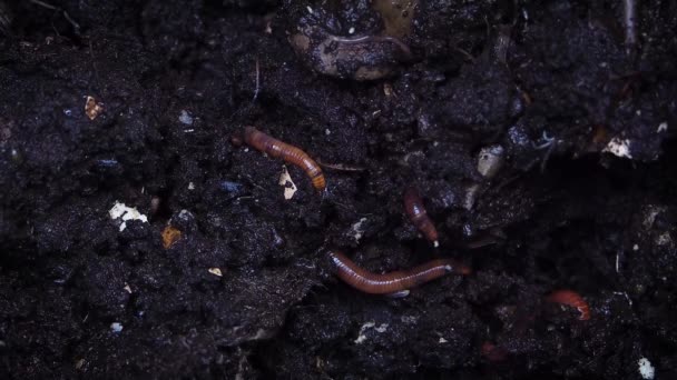 Earthworms burrowing in a composting moist soil — Stock Footage Earthworms burrowing in a composting moist soil Stock Video