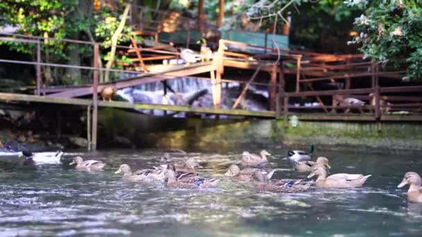 Eenden zwemmen in een vijver — Stockvideo