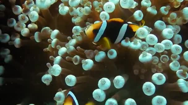 Peces exóticos — Vídeo de stock