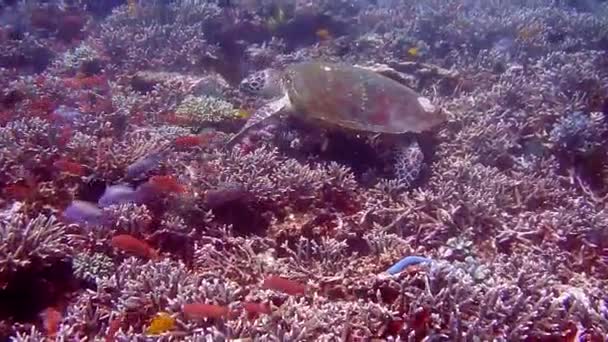 Peces y tortugas bajo el mar — Vídeos de Stock