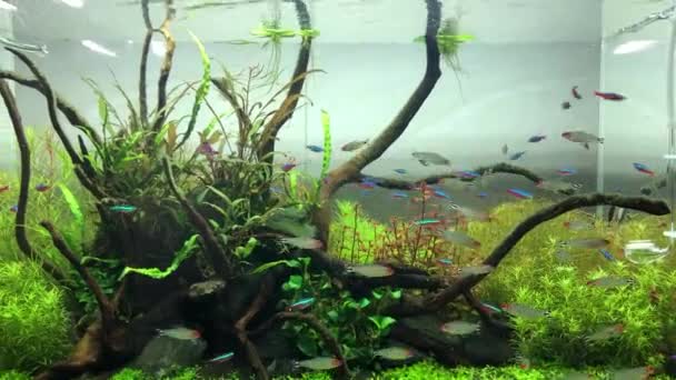 Ryby wewnątrz przezroczystego akwarium — Wideo stockowe