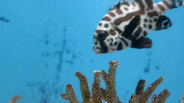 Fische schwimmen unter Wasser im Aquarium — Stockvideo