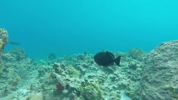 Peces nadando bajo el agua en el arrecife de coral — Vídeos de Stock