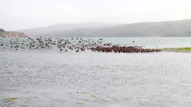 Stado ptaków w morzu — Wideo stockowe