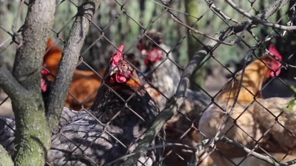 Σμήνος κοτόπουλων πίσω από συρμάτινο φράχτη — Αρχείο Βίντεο