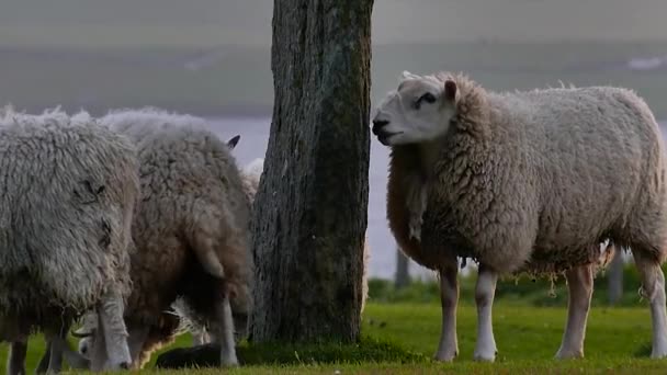 Bandada de ovejas jugando y relajándose — Vídeos de Stock