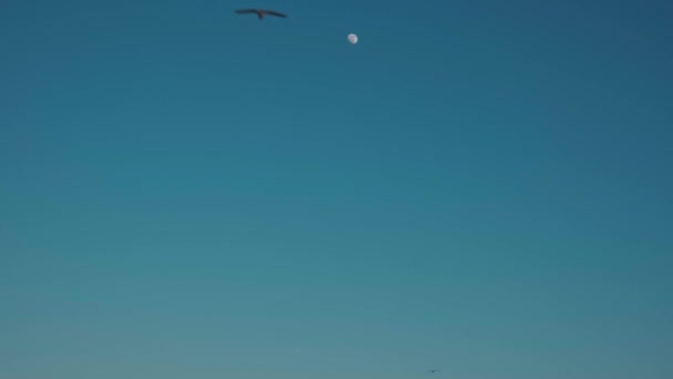 Hejna mořských ptáků létajících ve vzduchu pod modrou oblohou — Stock video