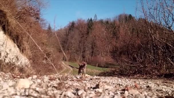 Záběry psa běžícího v červí oko pohled — Stock video