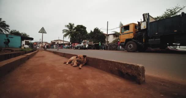 Filmaufnahmen eines Hundes, der auf der Straße liegt — Stockvideo
