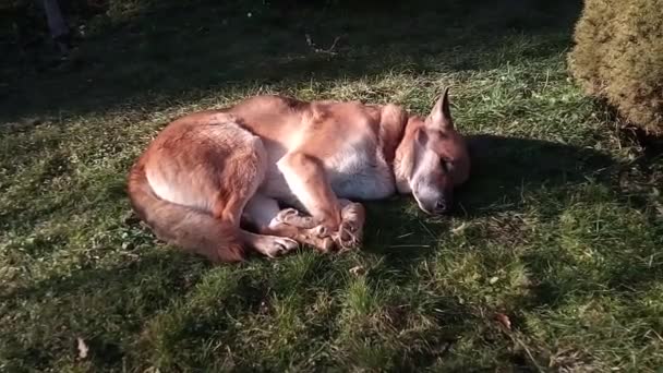 Запись собаки, спящей на траве — стоковое видео