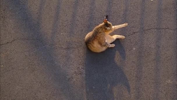 Beelden van een kat schoonmaken het zelf in het midden van de weg — Stockvideo