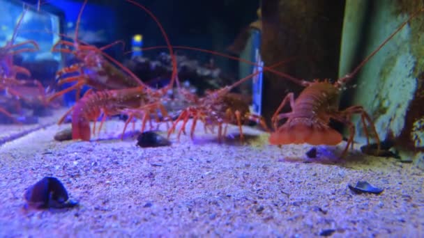 Filmaufnahmen von Hummer im Aquarium — Stockvideo