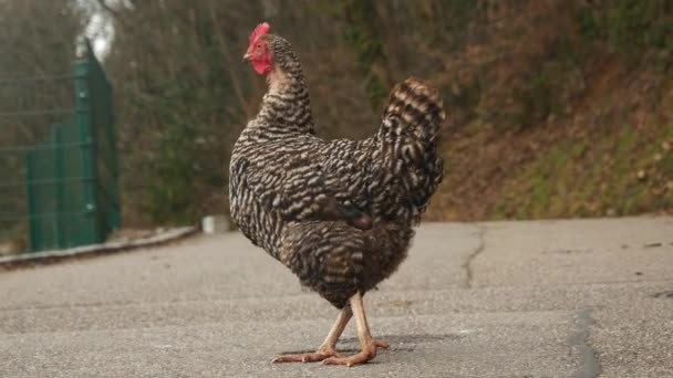 小鸡在路上行走的镜头 — 图库视频影像
