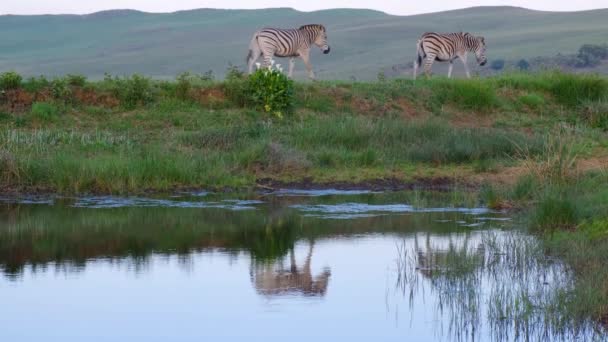 Footage of the zebras — Stock Video