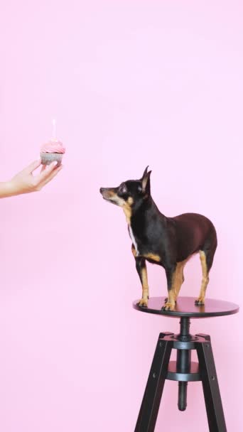 Mano sosteniendo una magdalena y un perro pequeño en un taburete — Vídeos de Stock