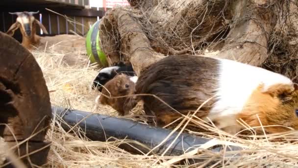 Cavia 's op hooi in een kooi — Stockvideo