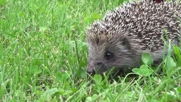 Jeż szuka pożywienia — Wideo stockowe