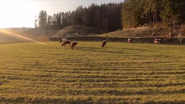 Стадо скота, пасущееся на пастбище — стоковое видео